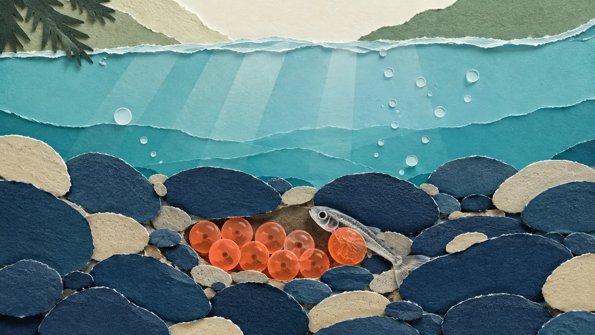 Illustrazione papercut di un nido di ghiaia sul fondo di un torrente con uova arancioni di salmone, una delle quali si sta schiudendo
