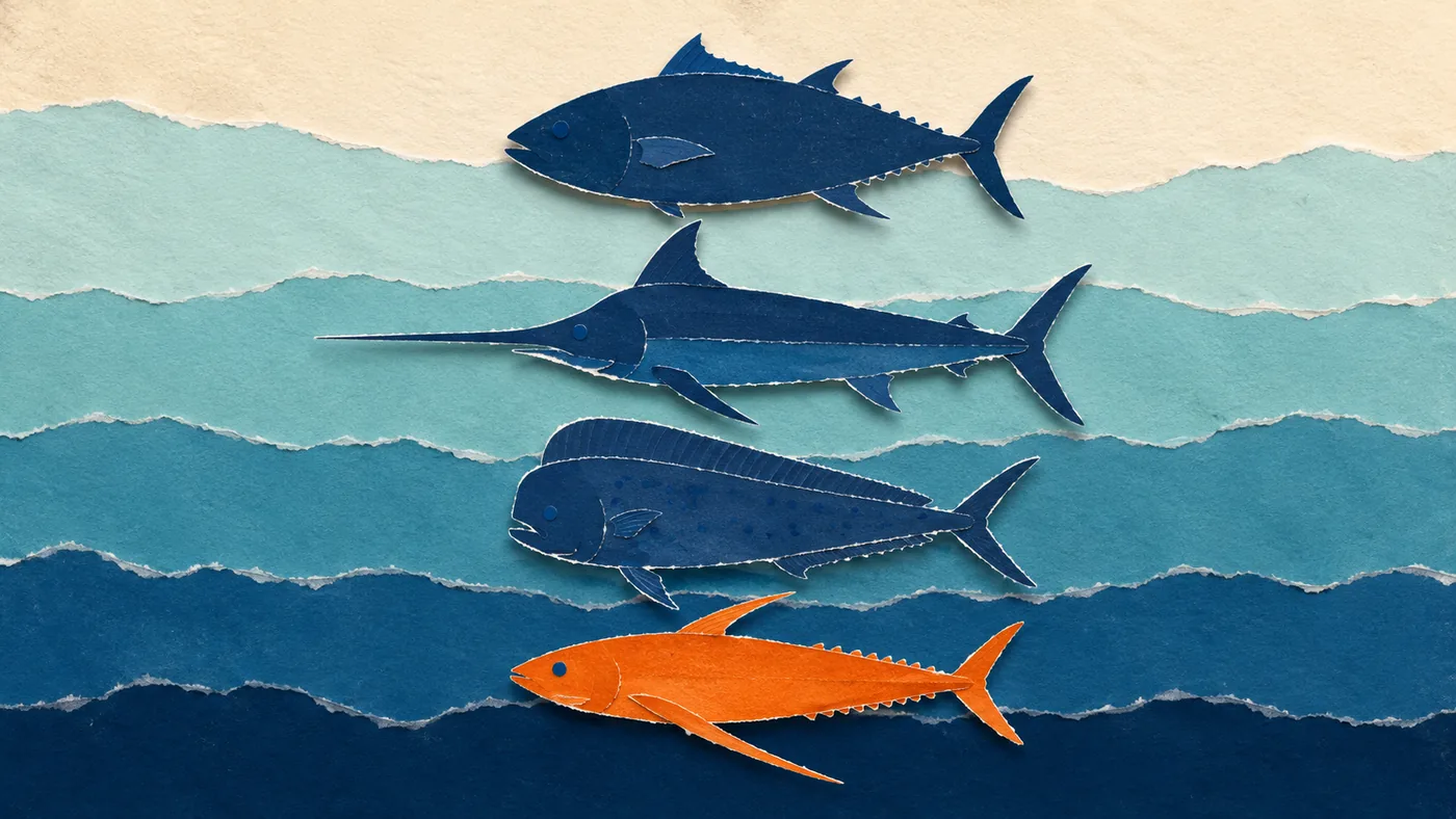 Le quattro specie da dichiarare: tonno rosso, pesce spada, lampuga e alalunga
