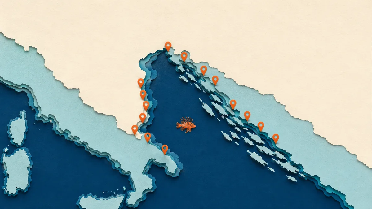 Pesce scorpione — La lenta risalita dell'Adriatico