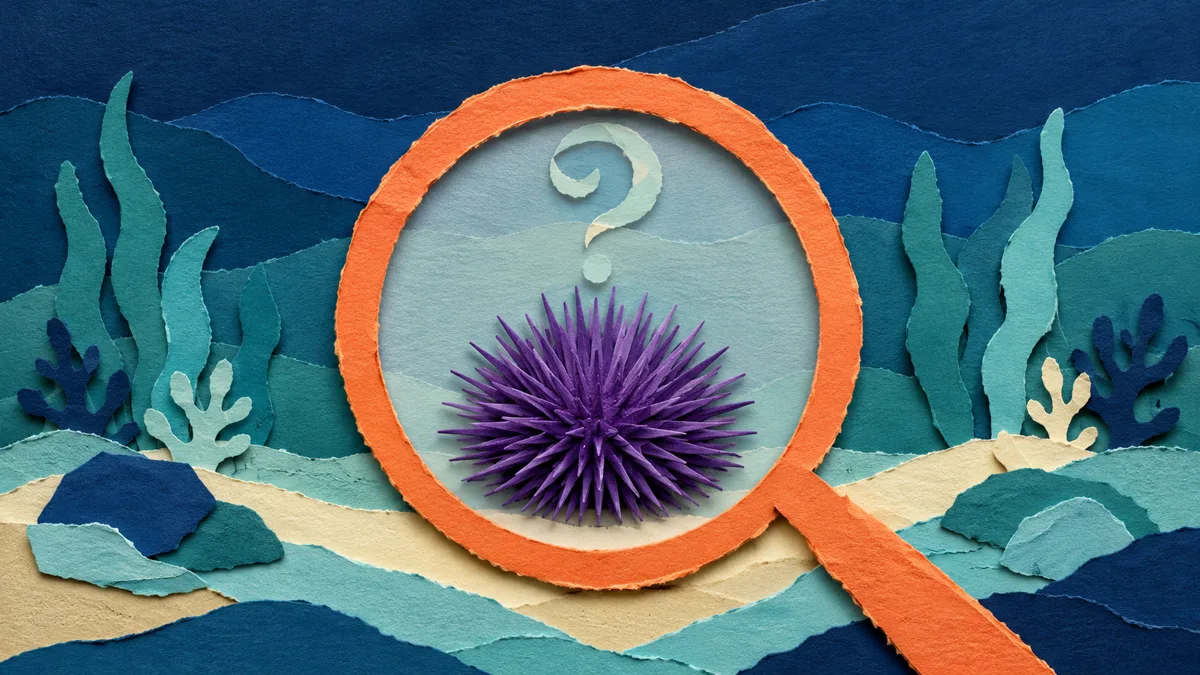 Illustrazione papercut di un riccio di mare con un punto interrogativo, a indicare che il sesso non è visibile dall'esterno