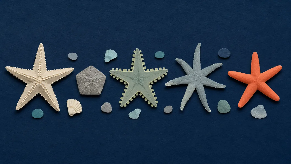 Tavola di riconoscimento con cinque stelle marine mediterranee affiancate, ognuna con forma e superficie diversa