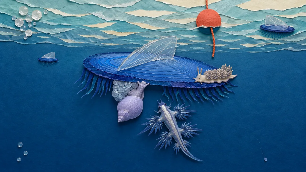 Una chiocciola viola appesa alla sua zattera di bolle morde il bordo di una velella, mentre più sotto un drago blu risale verso la stessa colonia