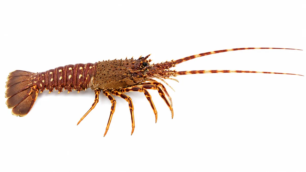Aragosta mediterranea (Palinurus elephas): esemplare su sfondo bianco