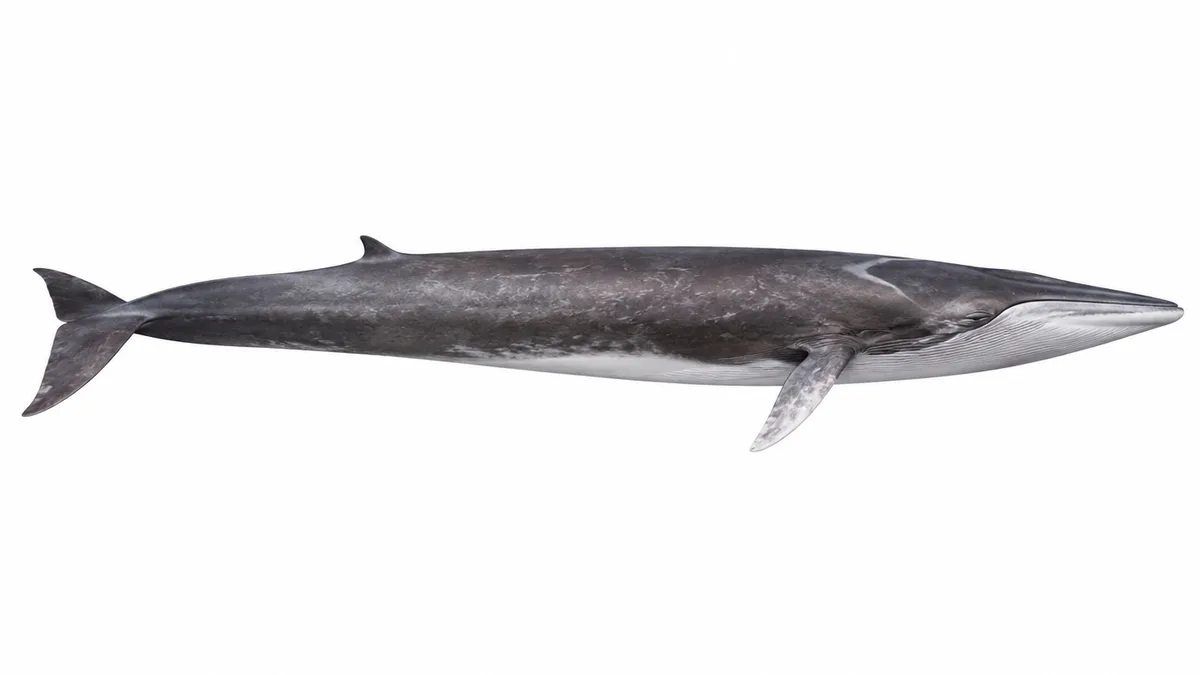 Balenottera comune (Balaenoptera physalus): esemplare su sfondo bianco
