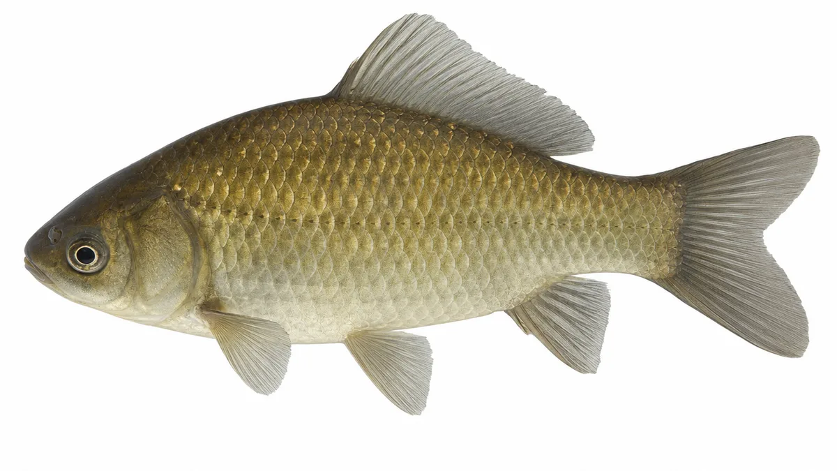 Carassio dorato (Carassius auratus): esemplare su sfondo bianco