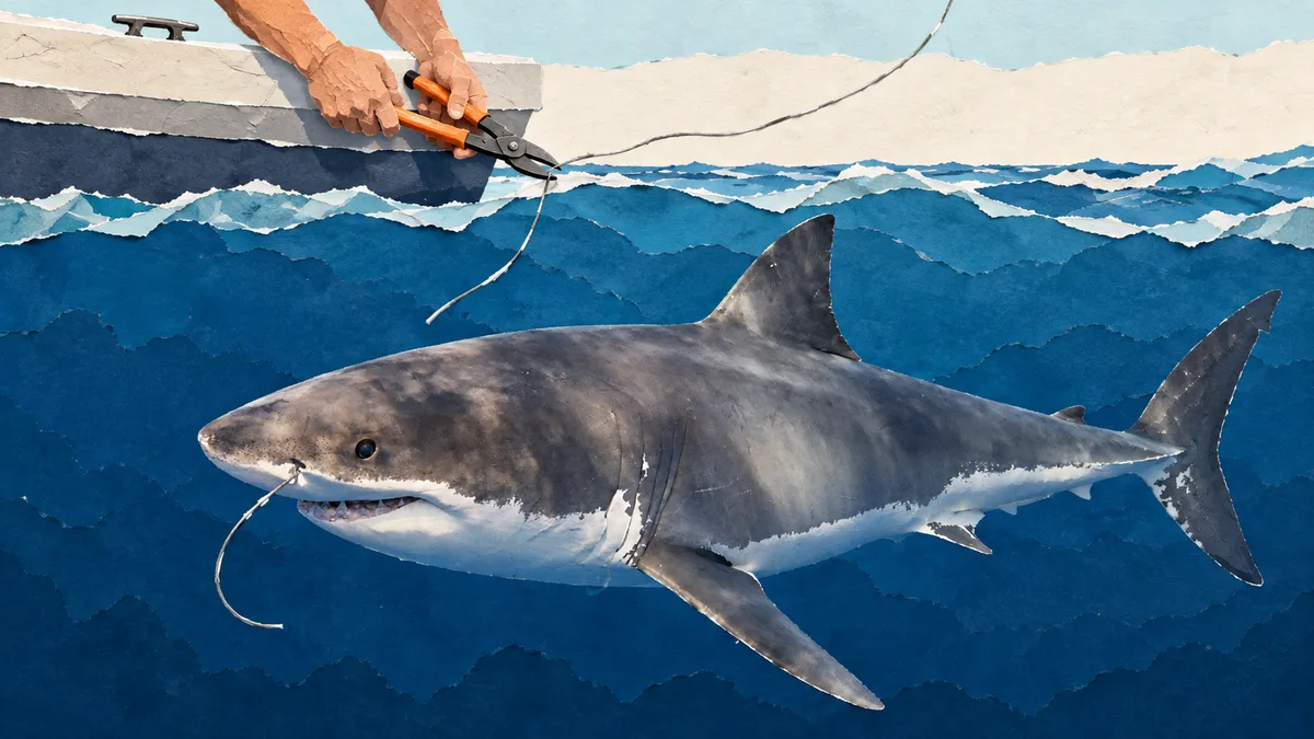 Squalo bianco — Pesca e rapporto con l'uomo