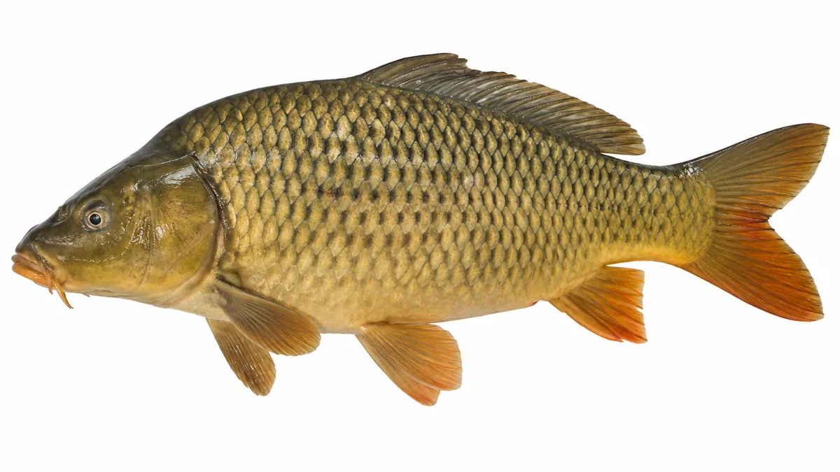 Carpa comune (Cyprinus carpio): esemplare su sfondo bianco
