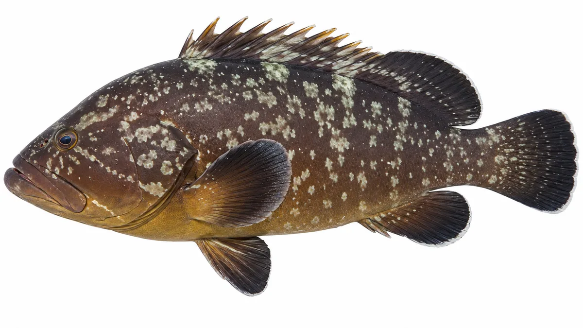 Cernia bruna (Epinephelus marginatus): esemplare su sfondo bianco