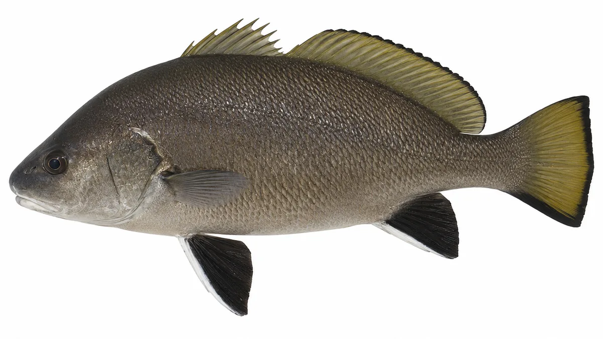 Corvina (Sciaena umbra): esemplare su sfondo bianco