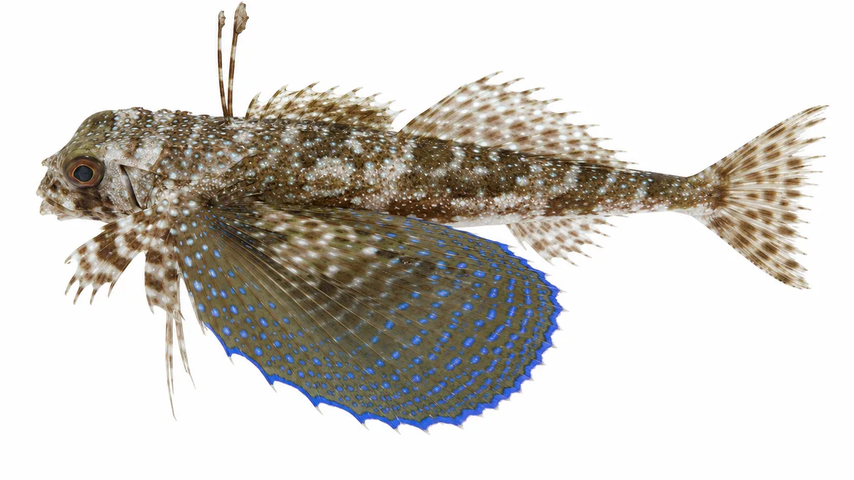 Pesce civetta (Dactylopterus volitans): esemplare su sfondo bianco