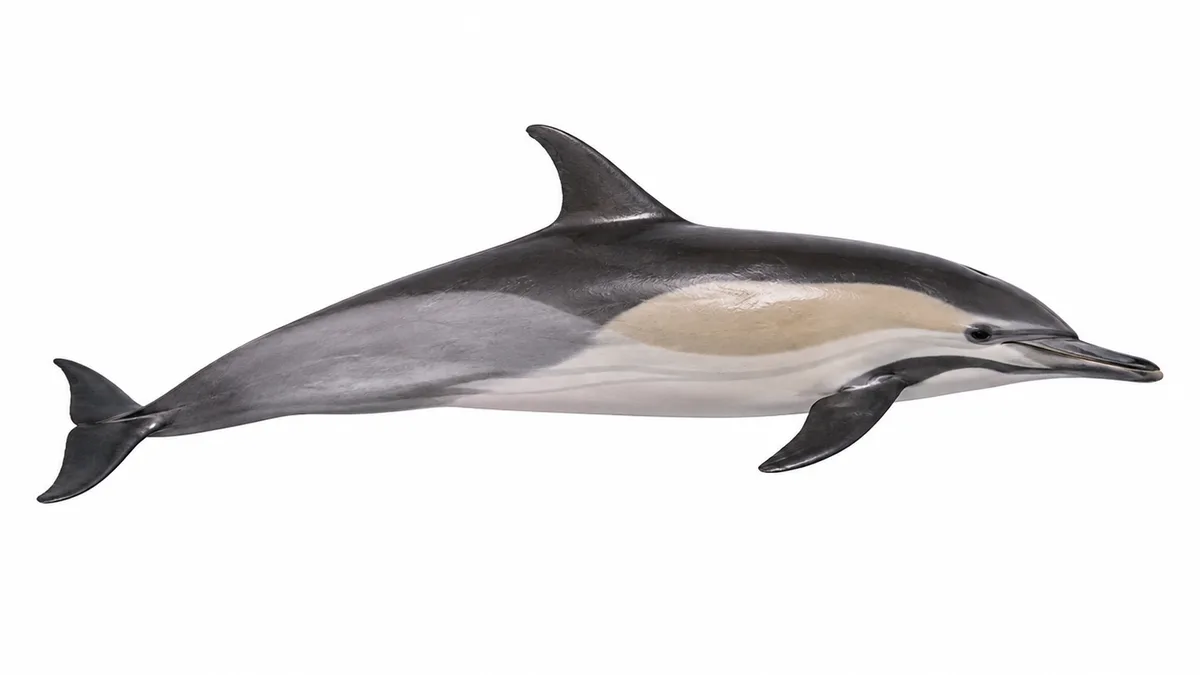 Delfino comune (Delphinus delphis): esemplare su sfondo bianco