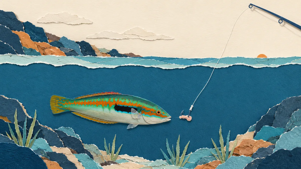 Donzella — Pesca e rapporto con l'uomo
