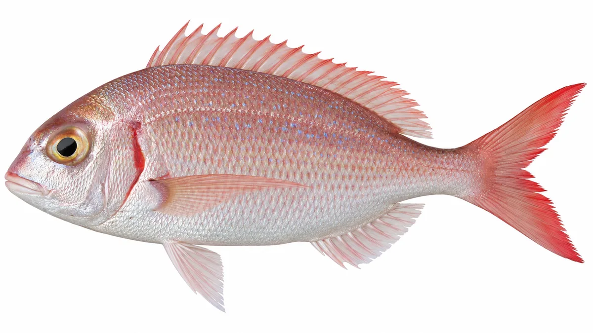 Fragolino (Pagellus erythrinus): esemplare su sfondo bianco