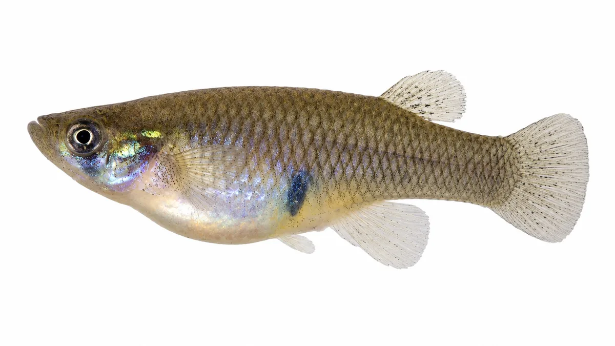 Gambusia (Gambusia affinis): esemplare su sfondo bianco