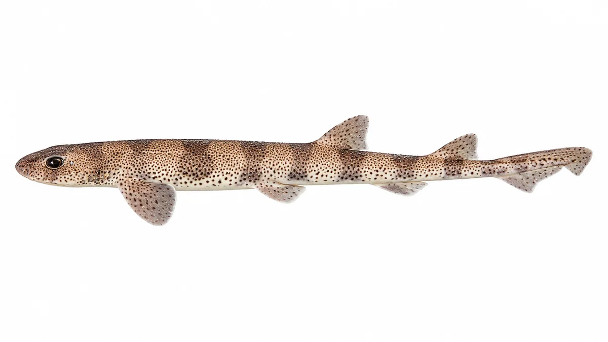 Gattuccio (Scyliorhinus canicula): esemplare su sfondo bianco