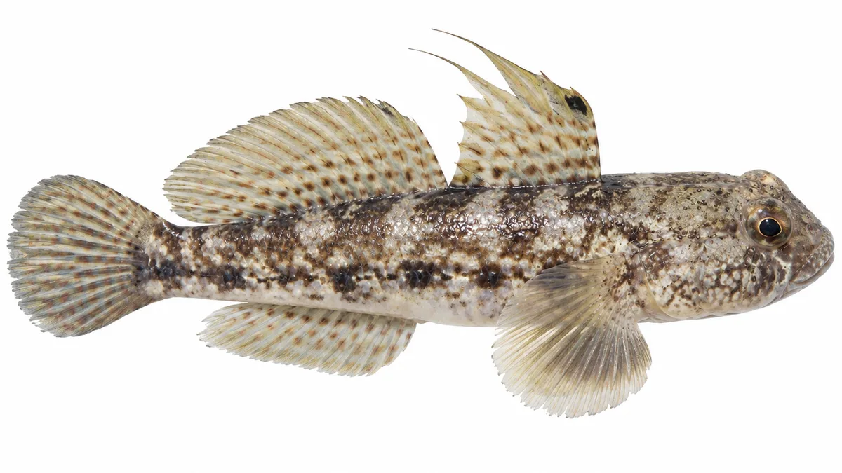 Ghiozzo nero (Gobius niger): esemplare su sfondo bianco