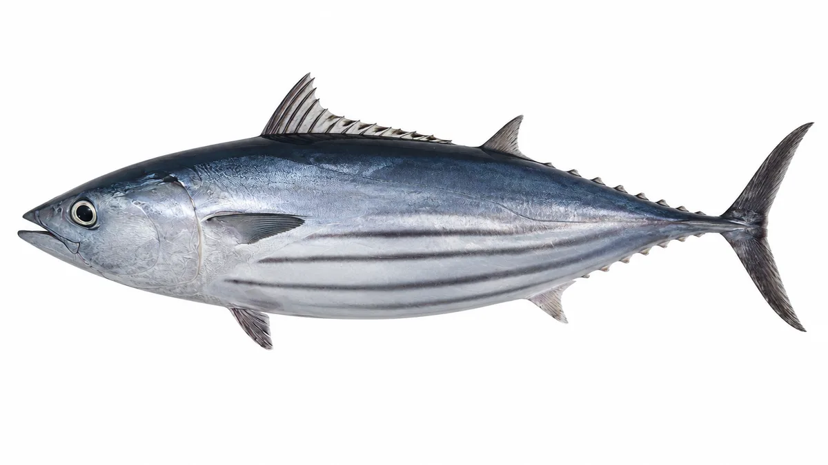 Tonnetto striato (Katsuwonus pelamis): esemplare su sfondo bianco