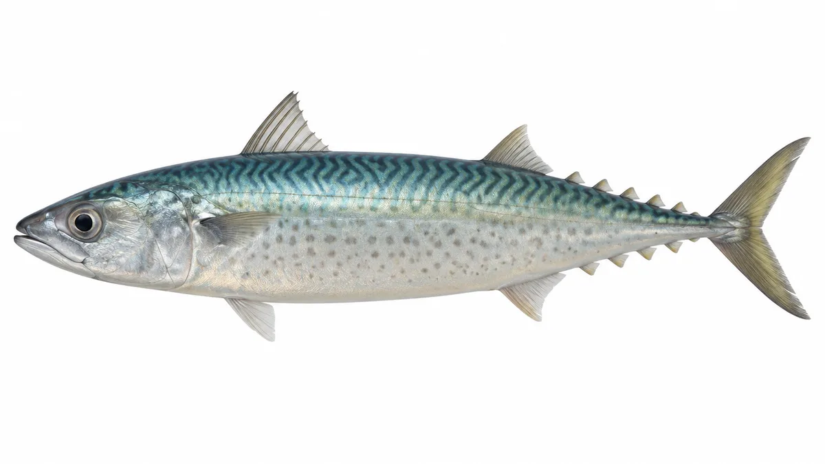 Lanzardo (Scomber colias): esemplare su sfondo bianco