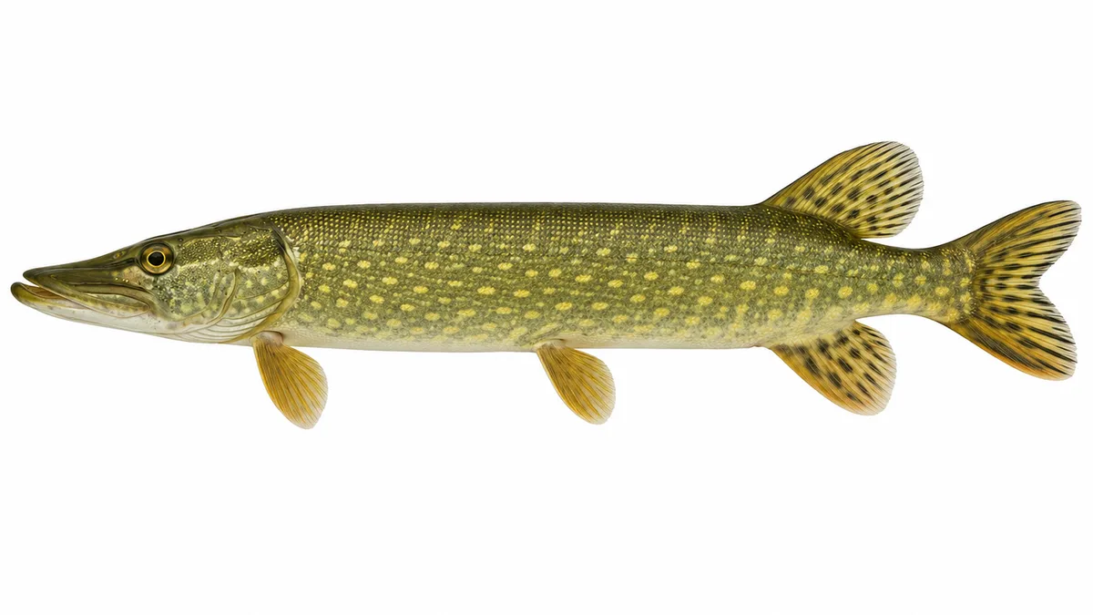 Luccio europeo (Esox lucius): esemplare su sfondo bianco
