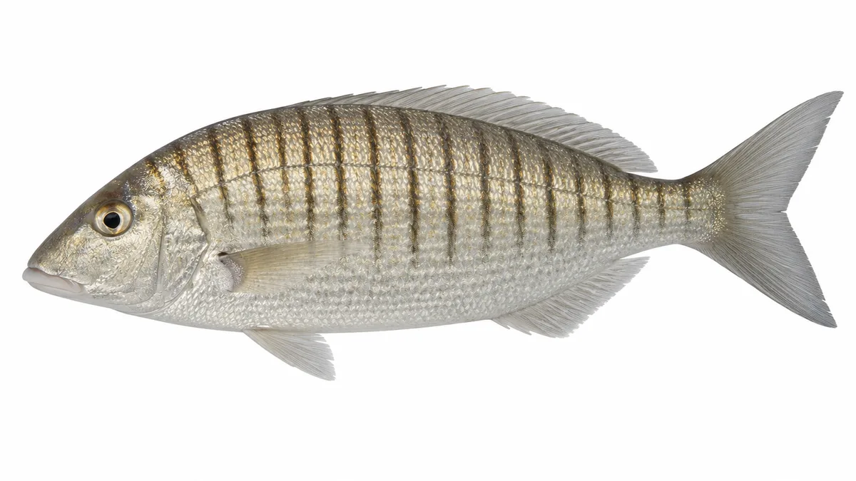 Mormora (Lithognathus mormyrus): esemplare su sfondo bianco