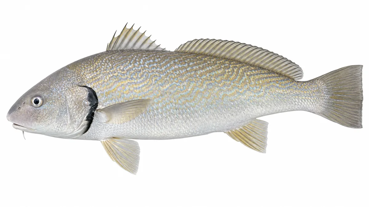 Ombrina (Umbrina cirrosa): esemplare su sfondo bianco