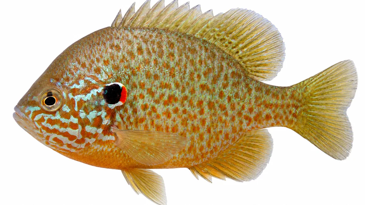 Persico sole (Lepomis gibbosus): esemplare su sfondo bianco