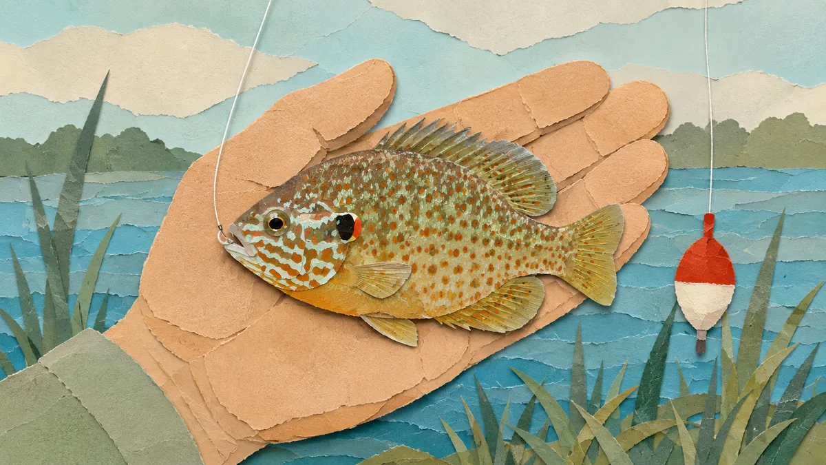 Persico sole — Pesca e rapporto con l'uomo