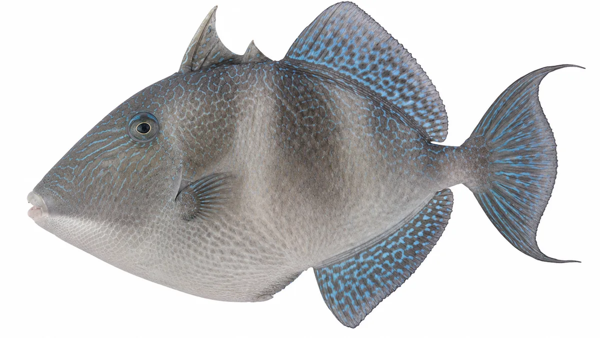 Pesce balestra (Balistes capriscus): esemplare su sfondo bianco