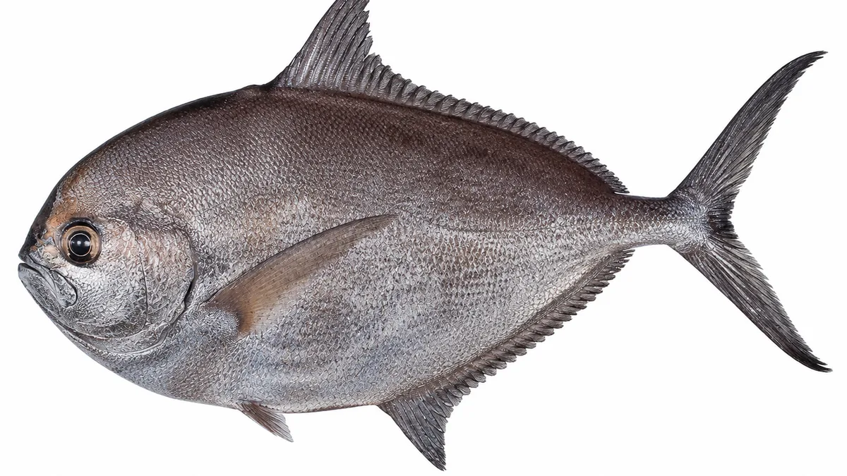 Pesce castagna (Brama brama): esemplare su sfondo bianco