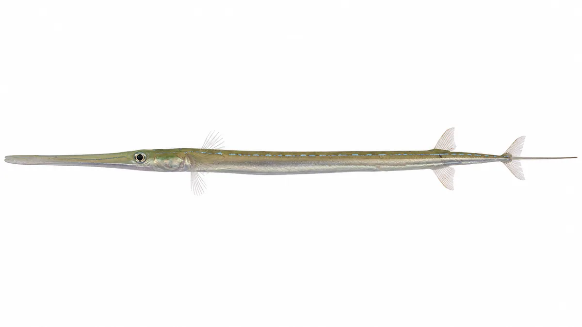Pesce flauto (Fistularia commersonii): esemplare su sfondo bianco