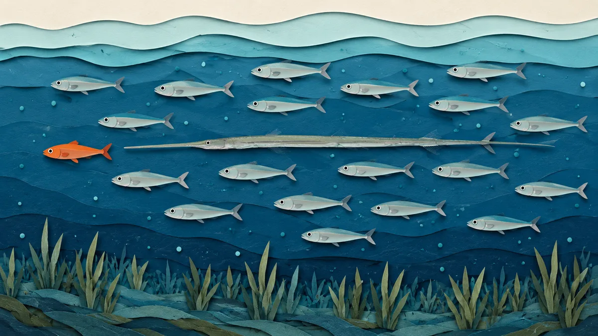 Pesce flauto — Habitat e abitudini