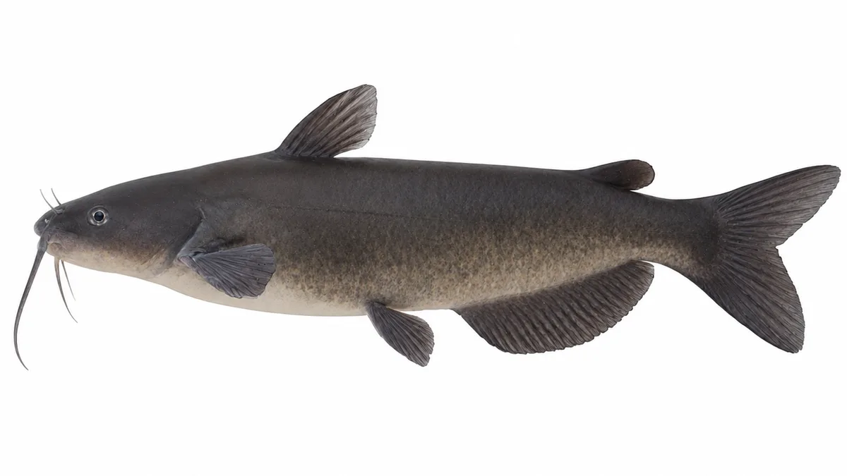 Pesce gatto americano (Ictalurus punctatus): esemplare su sfondo bianco