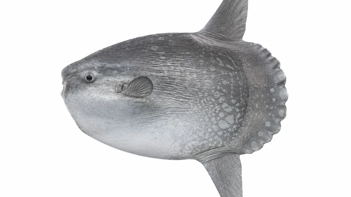 Pesce luna (Mola mola): esemplare su sfondo bianco
