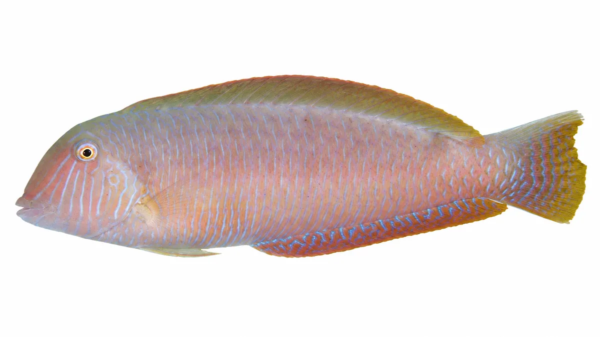 Pesce pettine (Xyrichtys novacula): esemplare su sfondo bianco