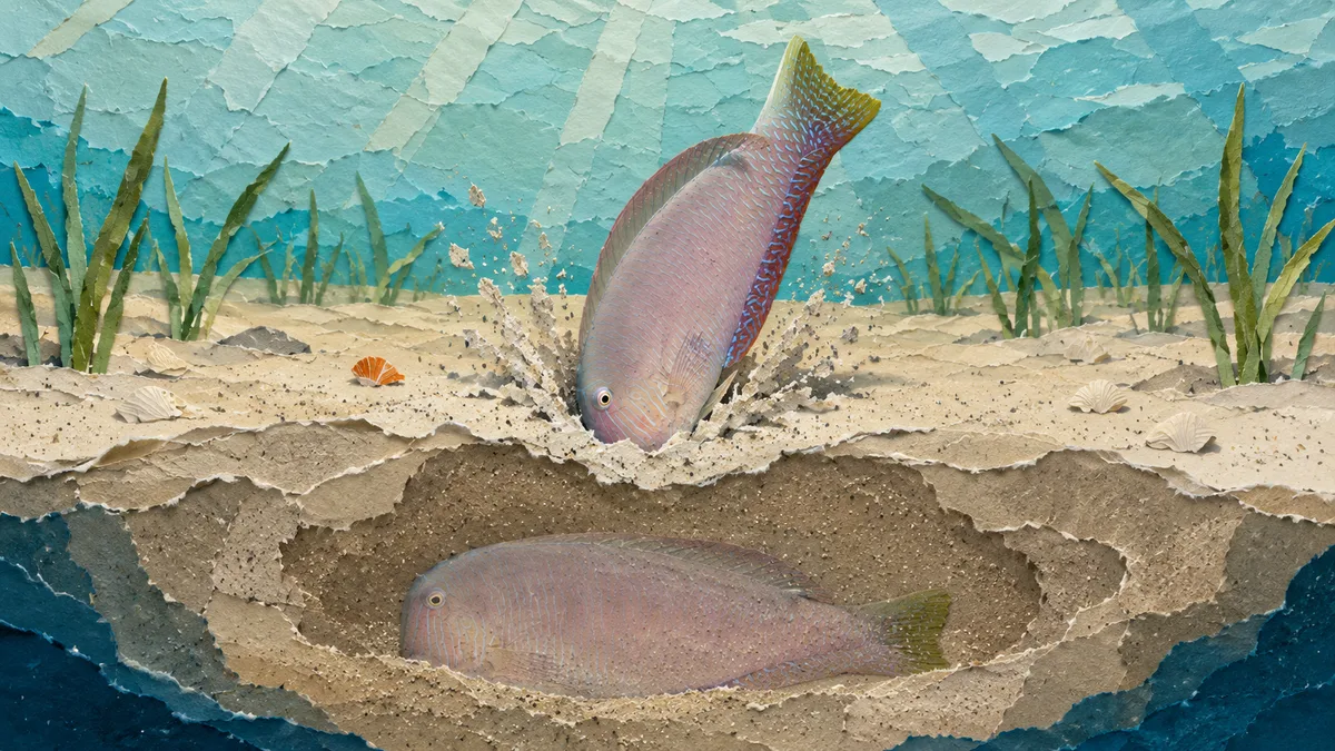 Pesce pettine — Habitat e abitudini