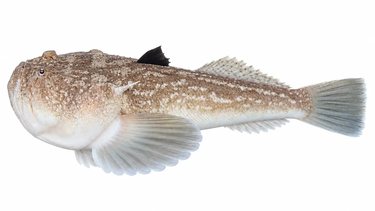 Pesce prete (Uranoscopus scaber): esemplare su sfondo bianco