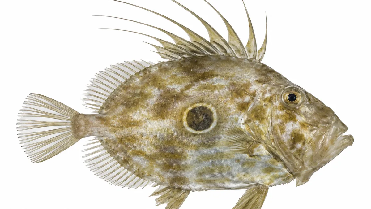 Pesce San Pietro (Zeus faber): esemplare su sfondo bianco