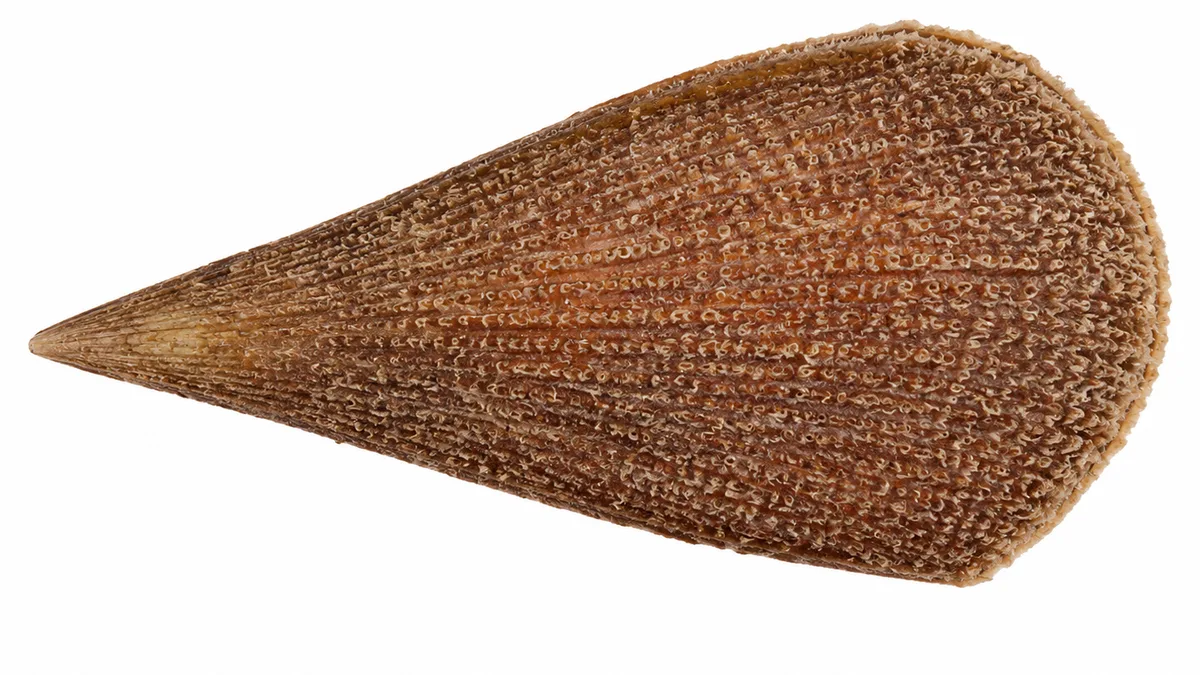 Nacchera di mare (Pinna nobilis): esemplare su sfondo bianco