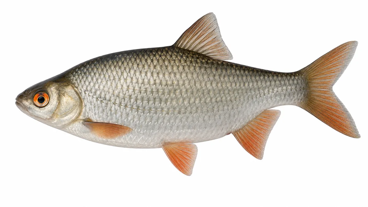 Rutilo (Rutilus rutilus): esemplare su sfondo bianco
