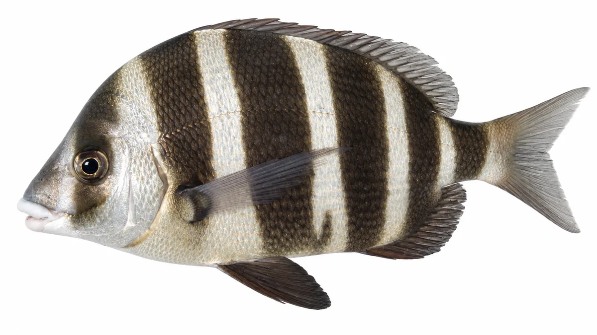 Sarago faraone (Diplodus cervinus): esemplare su sfondo bianco