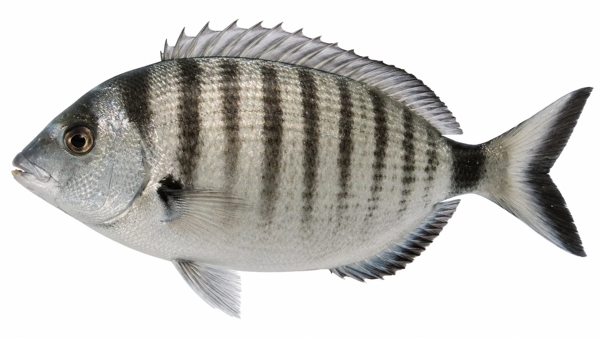 Sarago pizzuto (Diplodus puntazzo): esemplare su sfondo bianco