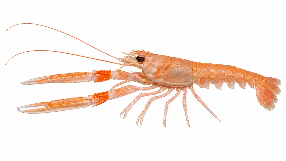 Scampo (Nephrops norvegicus): esemplare su sfondo bianco