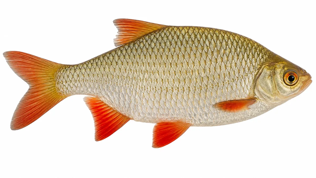 Scardola (Scardinius erythrophthalmus): esemplare su sfondo bianco