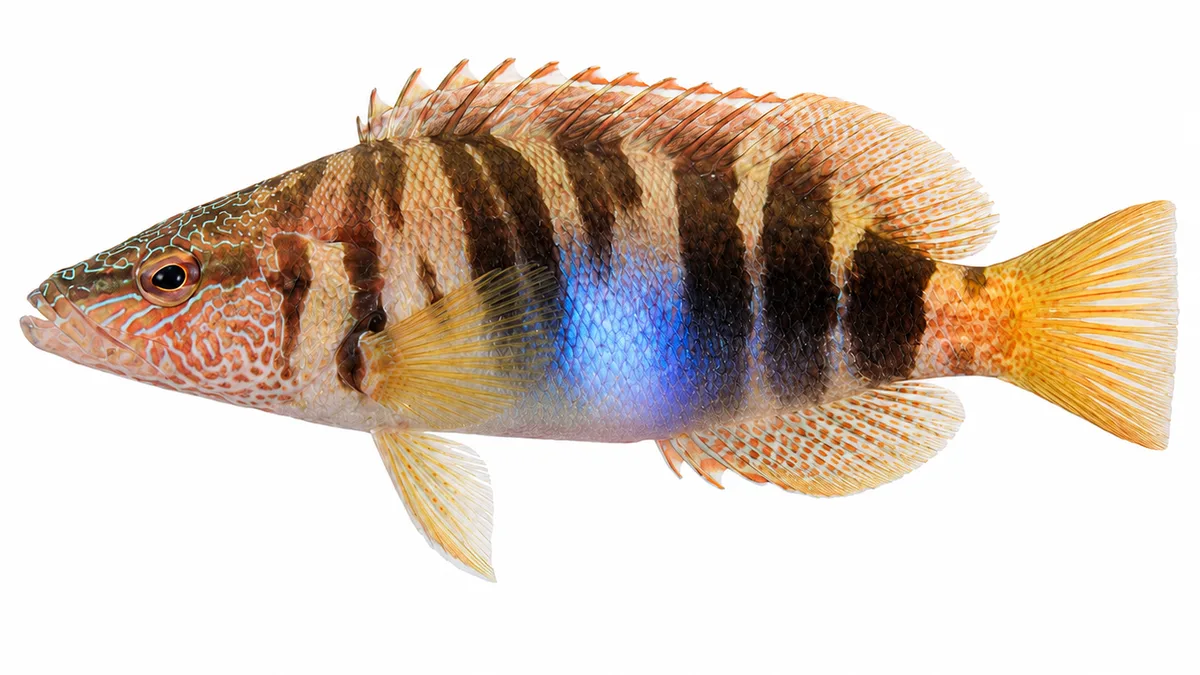 Sciarrano (Serranus scriba): esemplare su sfondo bianco