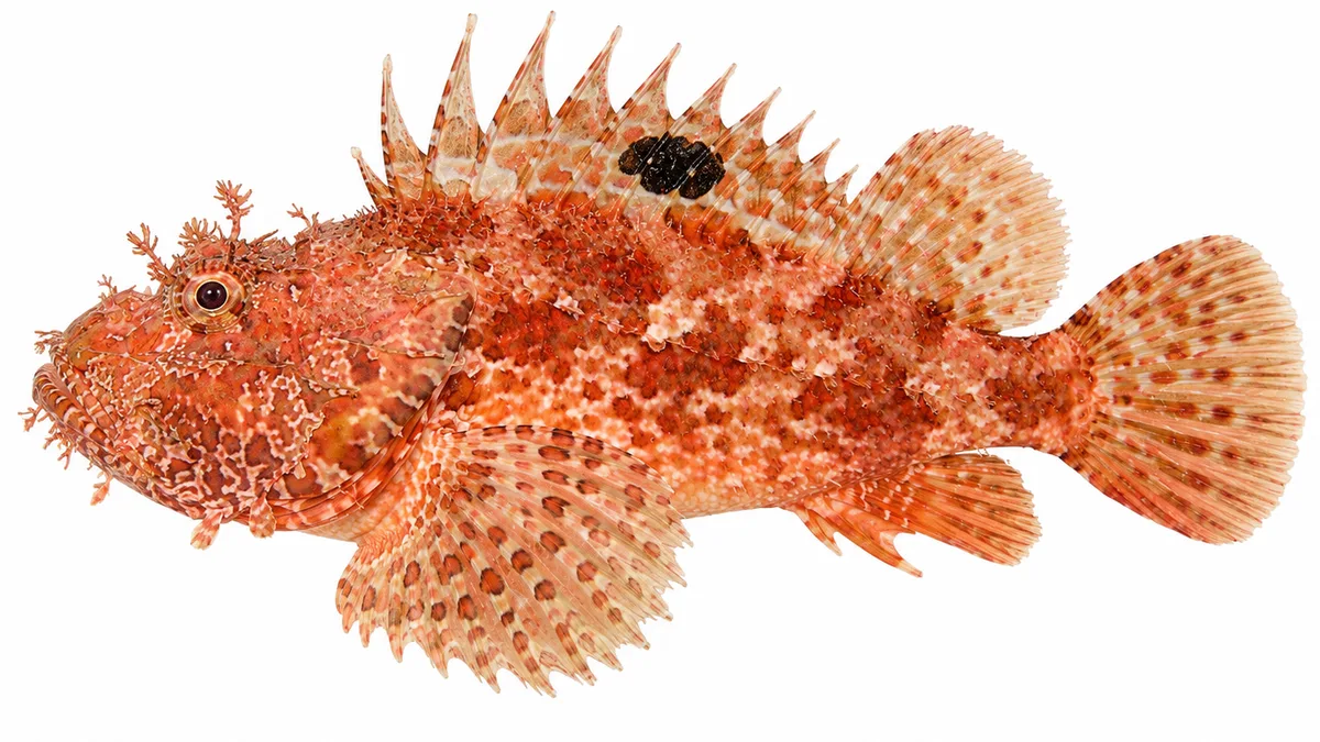 Scorfano rosso (Scorpaena scrofa): esemplare su sfondo bianco