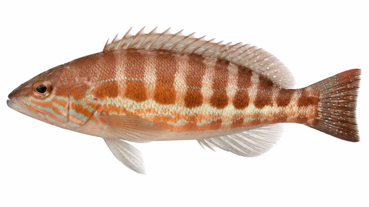 Perchia (Serranus cabrilla): esemplare su sfondo bianco