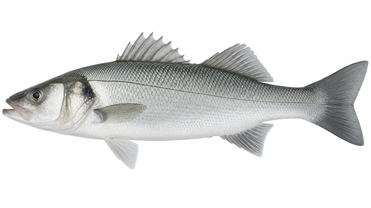 Spigola/Branzino (Dicentrarchus labrax): esemplare su sfondo bianco