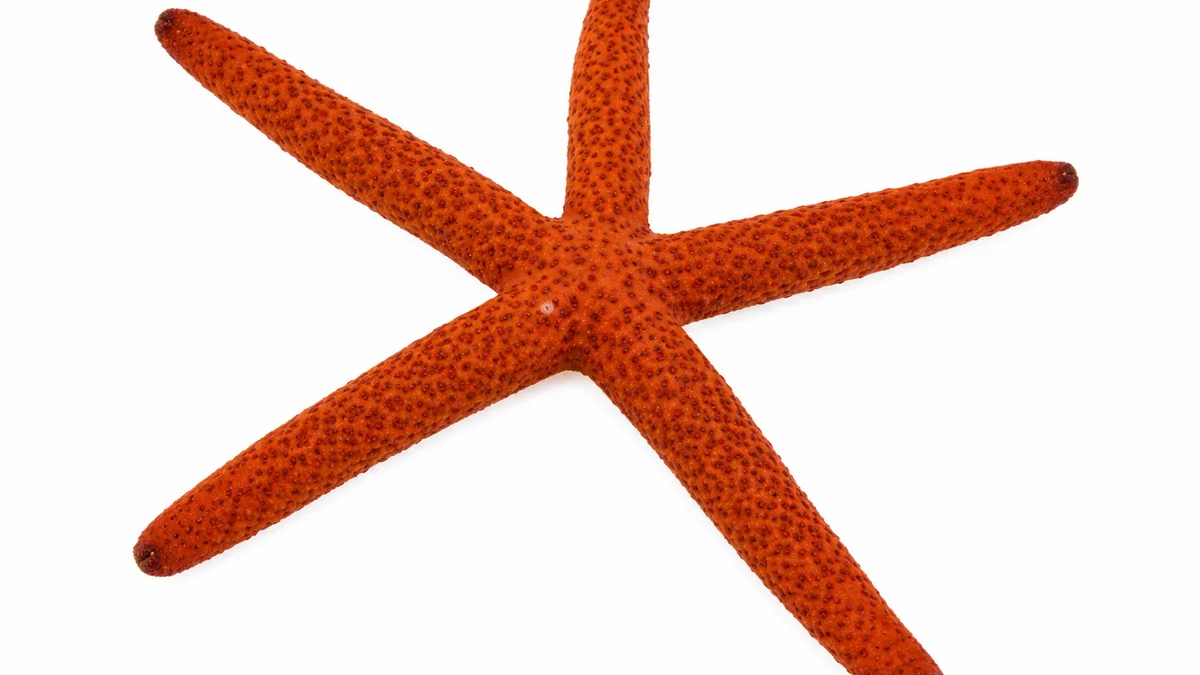 Stella marina rossa (Echinaster sepositus): esemplare su sfondo bianco
