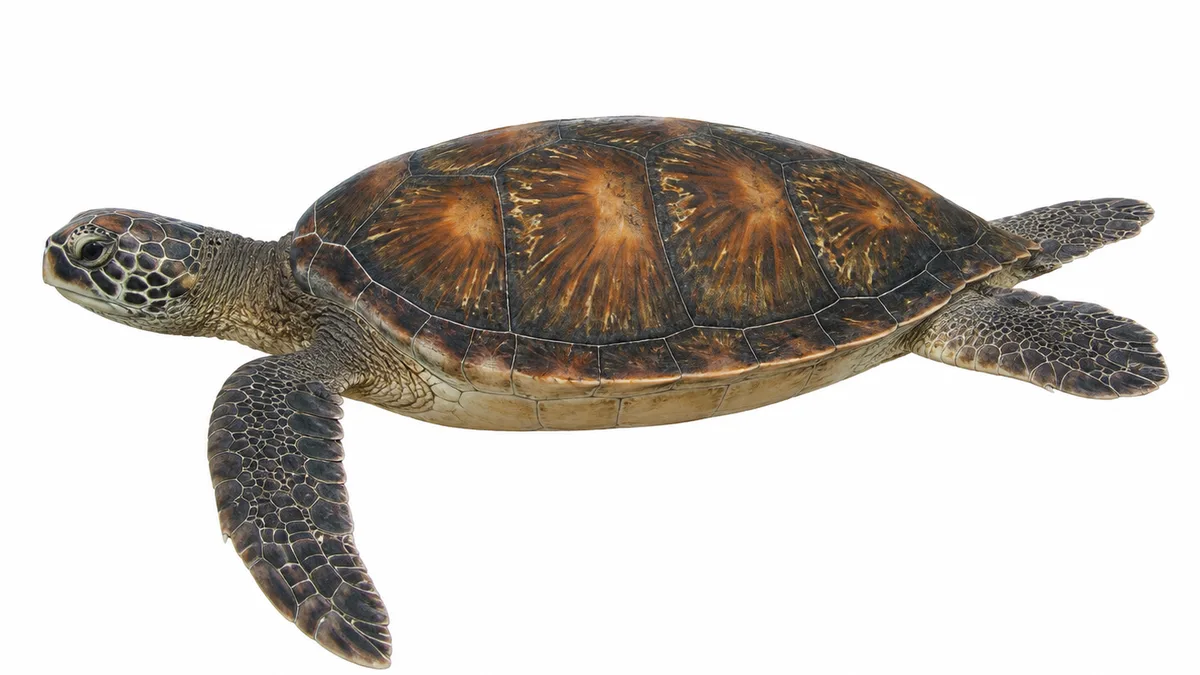Tartaruga verde (Chelonia mydas): esemplare su sfondo bianco