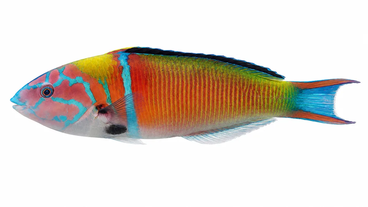 Donzella pavonina (Thalassoma pavo): esemplare su sfondo bianco